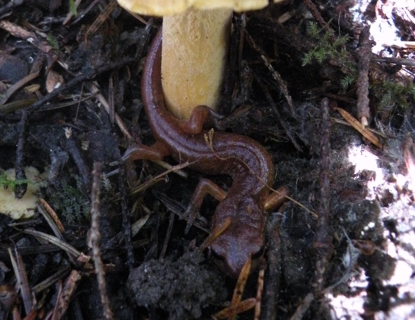 Photo of Ensatina eschscholtzii by Andrea Paetow
